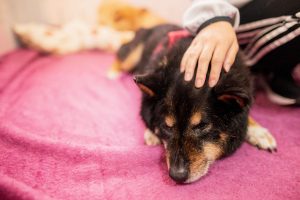 犬の寝言には理由がある?寝言の意味から注意点、正しい対処法まで解説【獣医師監修】 10 0S8A1339