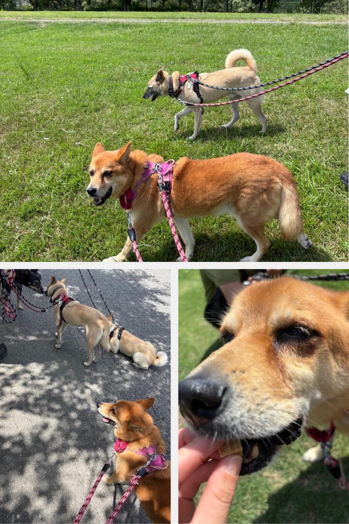 a9817aa543242a19514a2db29a6dc1c5