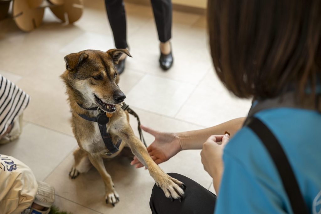 【イベントレポート】動物愛護週間にあたる9月20日(土)から9月26日(金)に「Wan Dream Garden〜保護犬猫と人の幸せな暮らし方〜」を開催しました! 4 1C7A9356
