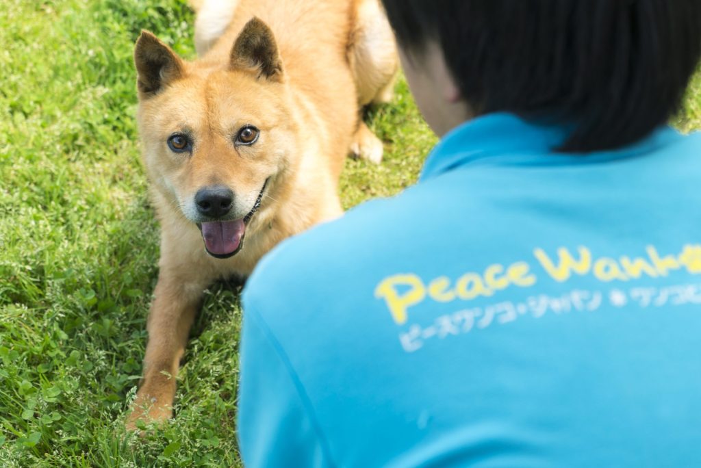 【イベントレポート】動物愛護週間にあたる9月20日(土)から9月26日(金)に「Wan Dream Garden〜保護犬猫と人の幸せな暮らし方〜」を開催しました! 11 6252a7a55f081bb95ee4f07948810a3e