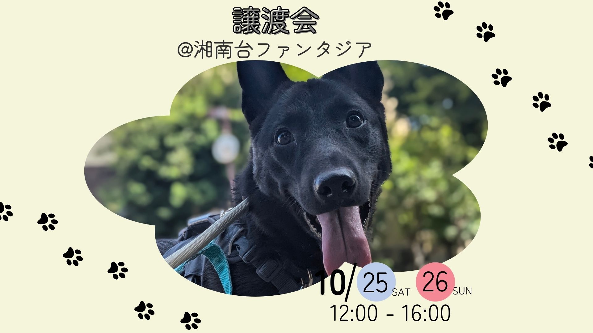 池田犬 カナヘイ  台中 ピースワンコのイベント】6/7(日)保護犬譲渡会＠渋谷園芸 練馬本店