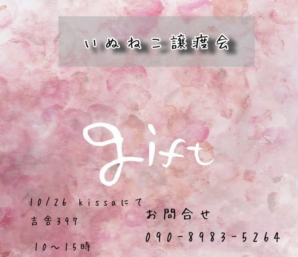 【ピースワンコの譲渡会】10/26(日)「gift いぬねこ譲渡会」に参加(広島/三次市) 7 IMG 4604 1