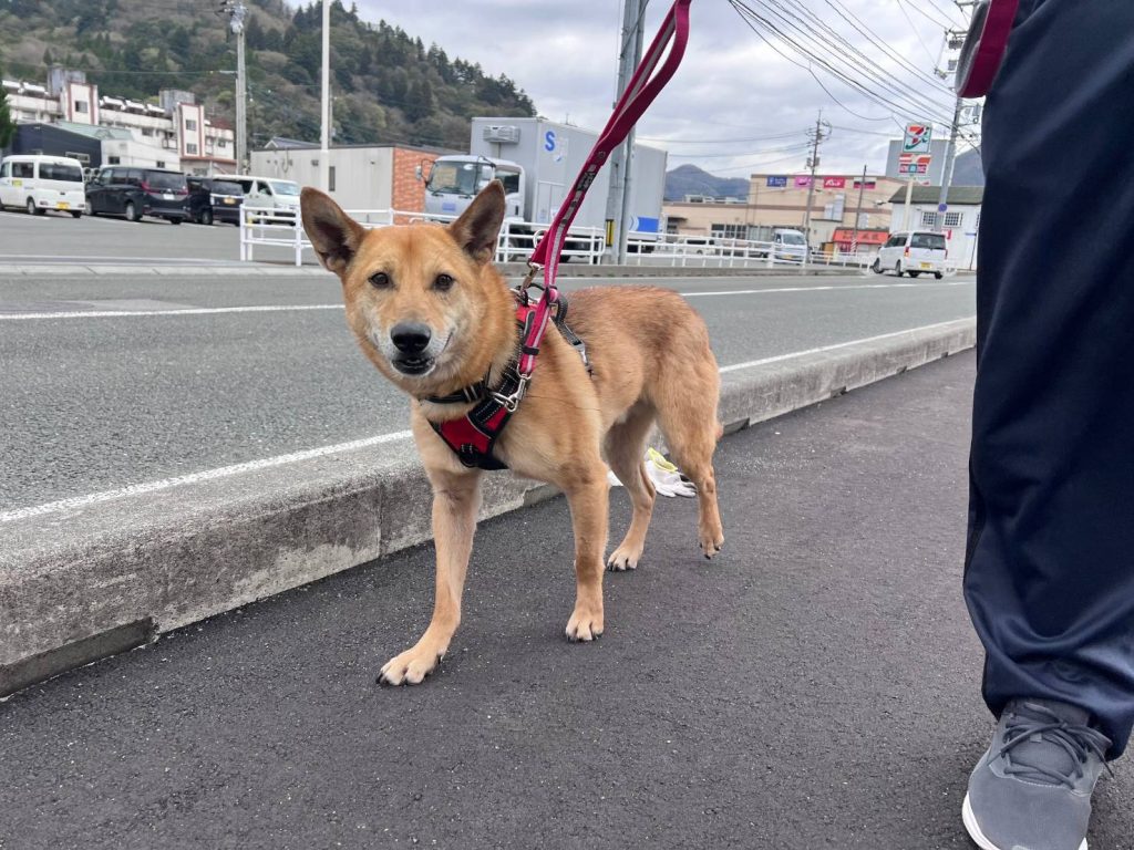 犬の散歩時間はどれくらいが適切?犬種や年齢、季節別の目安を解説 2 ba338fd26a111487f3a6ac33ca2a3d6a