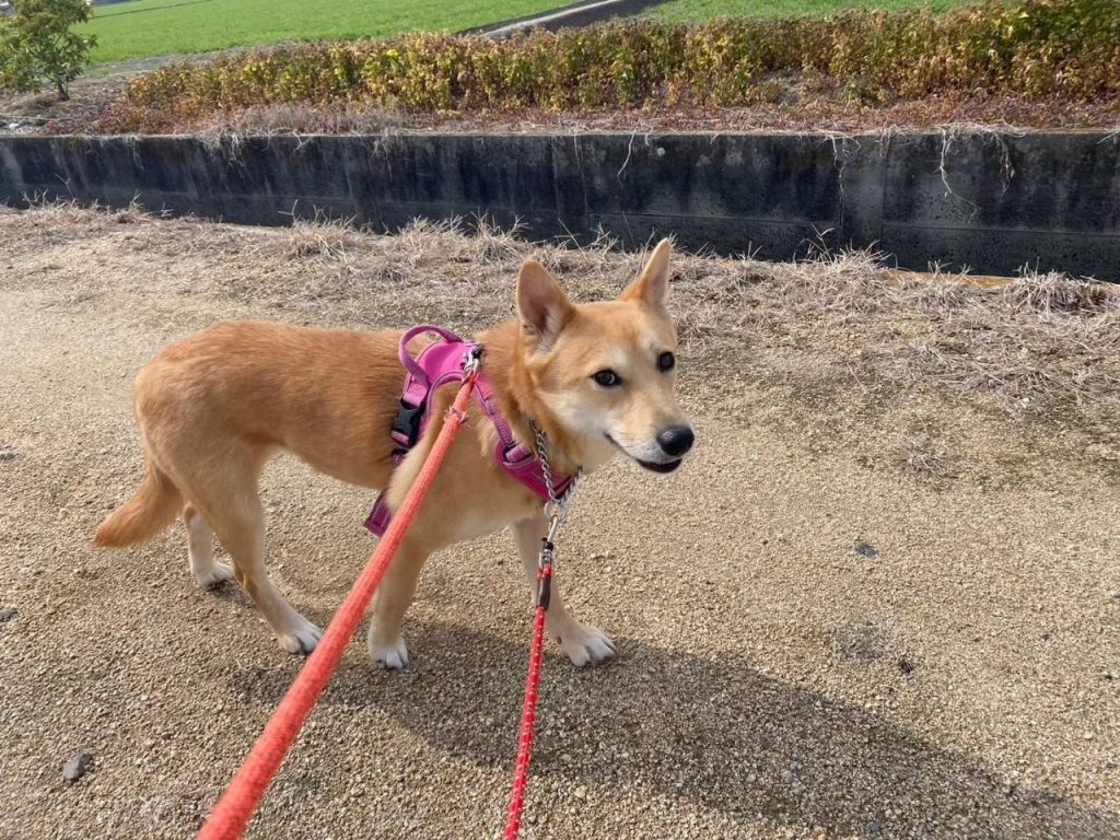 犬の散歩時間はどれくらいが適切?犬種や年齢、季節別の目安を解説 5 83709d0fcb3dd5d2d54055db77652b15