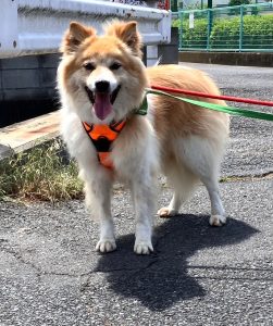 犬の散歩時間はどれくらいが適切?犬種や年齢、季節別の目安を解説 6 7c64c7de839ece6efd8fd2b6033a2dc9