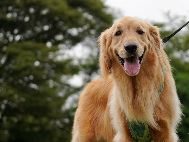 犬の散歩時間はどれくらいが適切?犬種や年齢、季節別の目安を解説 7 2ea4cbad844198c7641d9c90edd8b88d