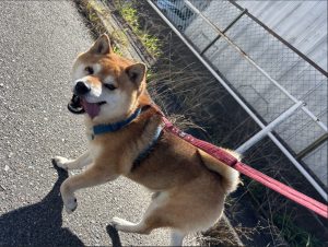 犬の散歩時間はどれくらいが適切?犬種や年齢、季節別の目安を解説 8 1934dff282bcee0eed92d955d672175c