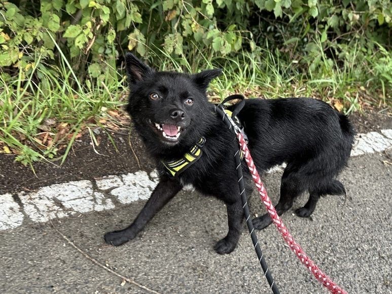 犬の散歩時間はどれくらいが適切?犬種や年齢、季節別の目安を解説 9 903fe0555aca9d5fd5d3d5c04942b6de