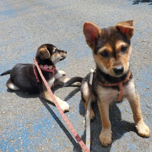 犬の散歩時間はどれくらいが適切?犬種や年齢、季節別の目安を解説 10 37331533568029f8f40301b9f8d6fc6e