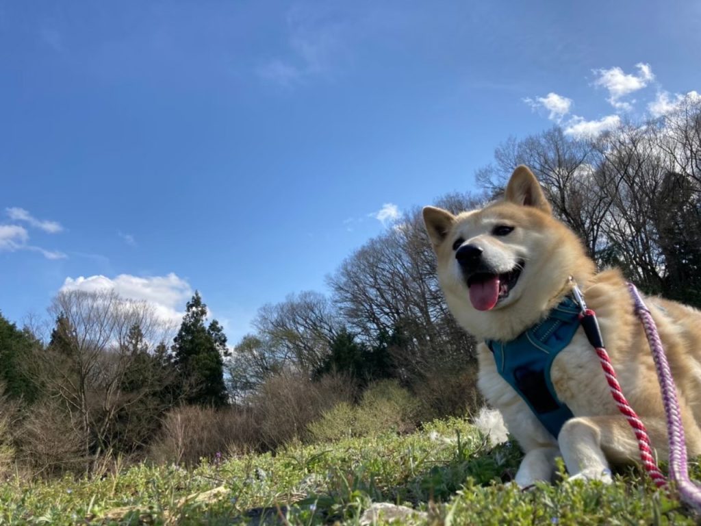 犬の散歩時間はどれくらいが適切?犬種や年齢、季節別の目安を解説 11 6b0c7aa87a1962d0cb6536a74389abdd