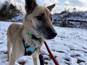 犬の散歩時間はどれくらいが適切?犬種や年齢、季節別の目安を解説 12 46943817f19d44252c71aeedcee85c13