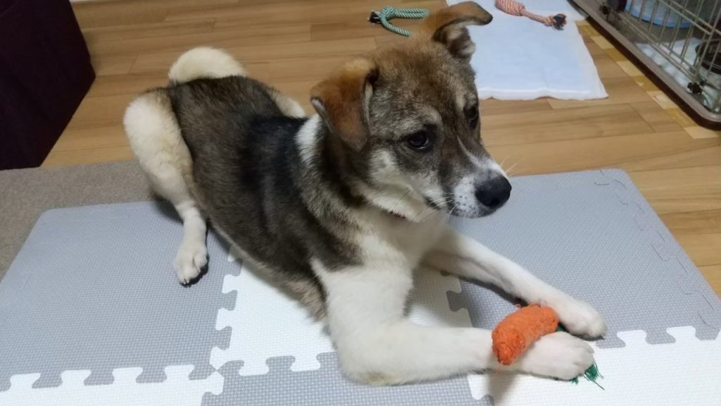 犬の散歩時間はどれくらいが適切?犬種や年齢、季節別の目安を解説 13 0206865aef9141b2867bf297b993515d