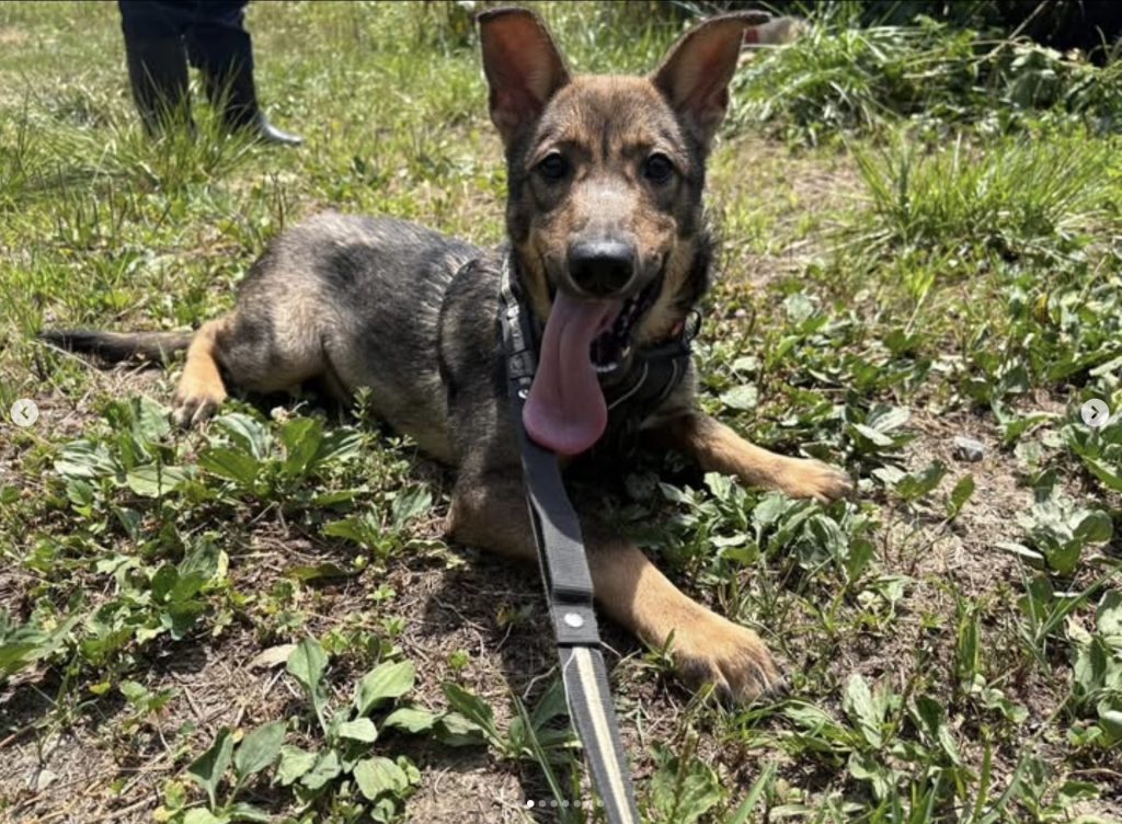 犬の散歩時間はどれくらいが適切?犬種や年齢、季節別の目安を解説 14 d0ba5f770efeae0e1e7e287df5d193b8