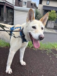 犬の散歩時間はどれくらいが適切?犬種や年齢、季節別の目安を解説 15 dcc6783a963868c7f6c7f9a16b1cbbd1