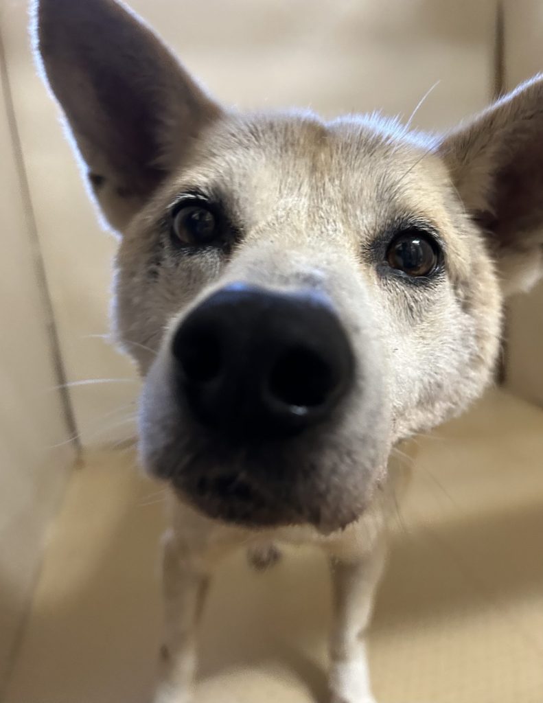 ワンだふるファミリーからの近況報告:2025年10日19日(日曜日) 2 43987e925cefb20ee5cf3e9b0e4478f3