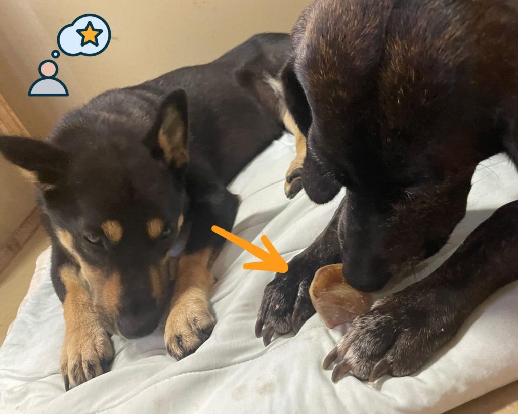 ワンだふるファミリーからの近況報告:2025年10日19日(日曜日) 3 13026bc185d3772de2e8cd848d73b1f9