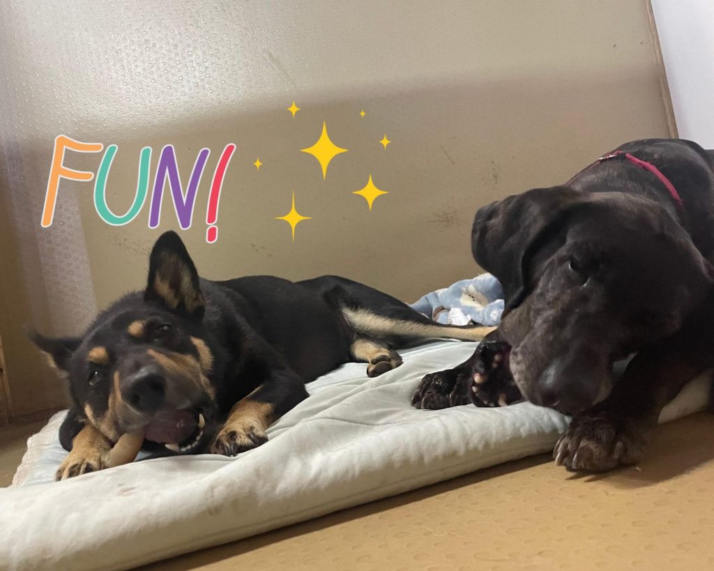 ワンだふるファミリーからの近況報告:2025年10日19日(日曜日) 4 424a265f83c3c74f8064913a51b6d8b2