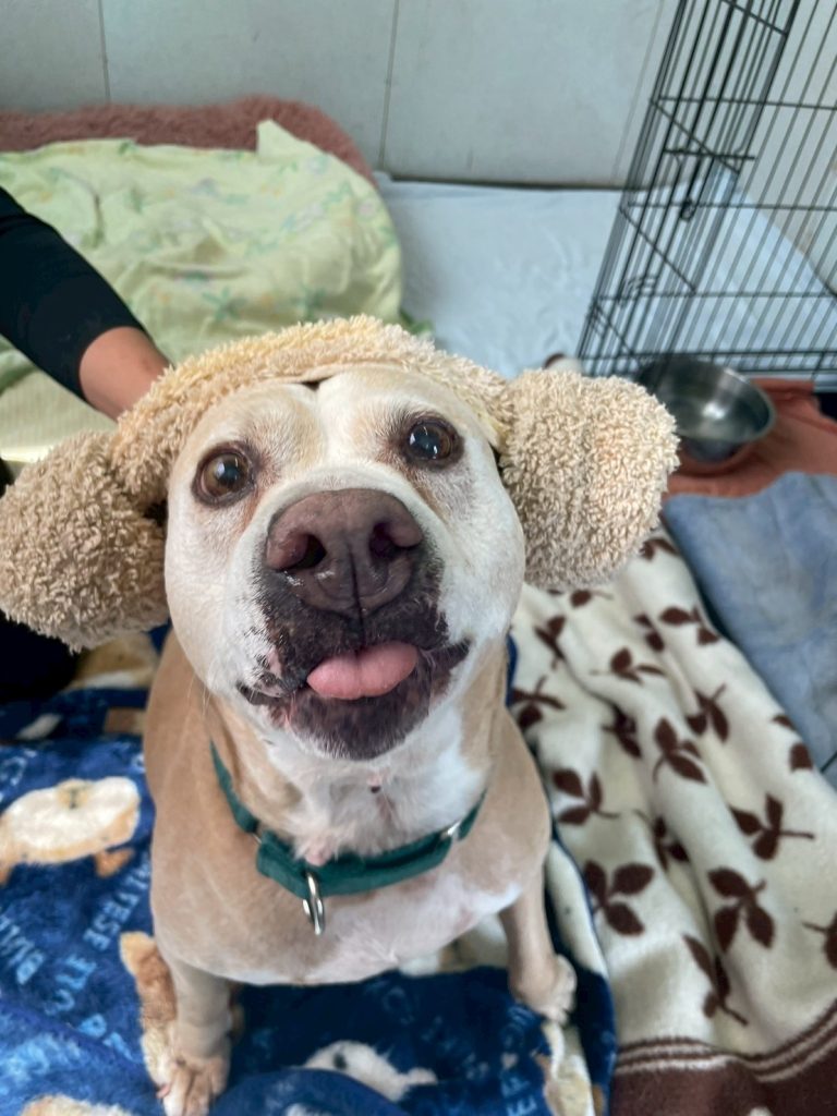 ワンだふるファミリーからの近況報告:2025年10日19日(日曜日) 5 77a39b40f11d991a7ce8313fad5a9aa9