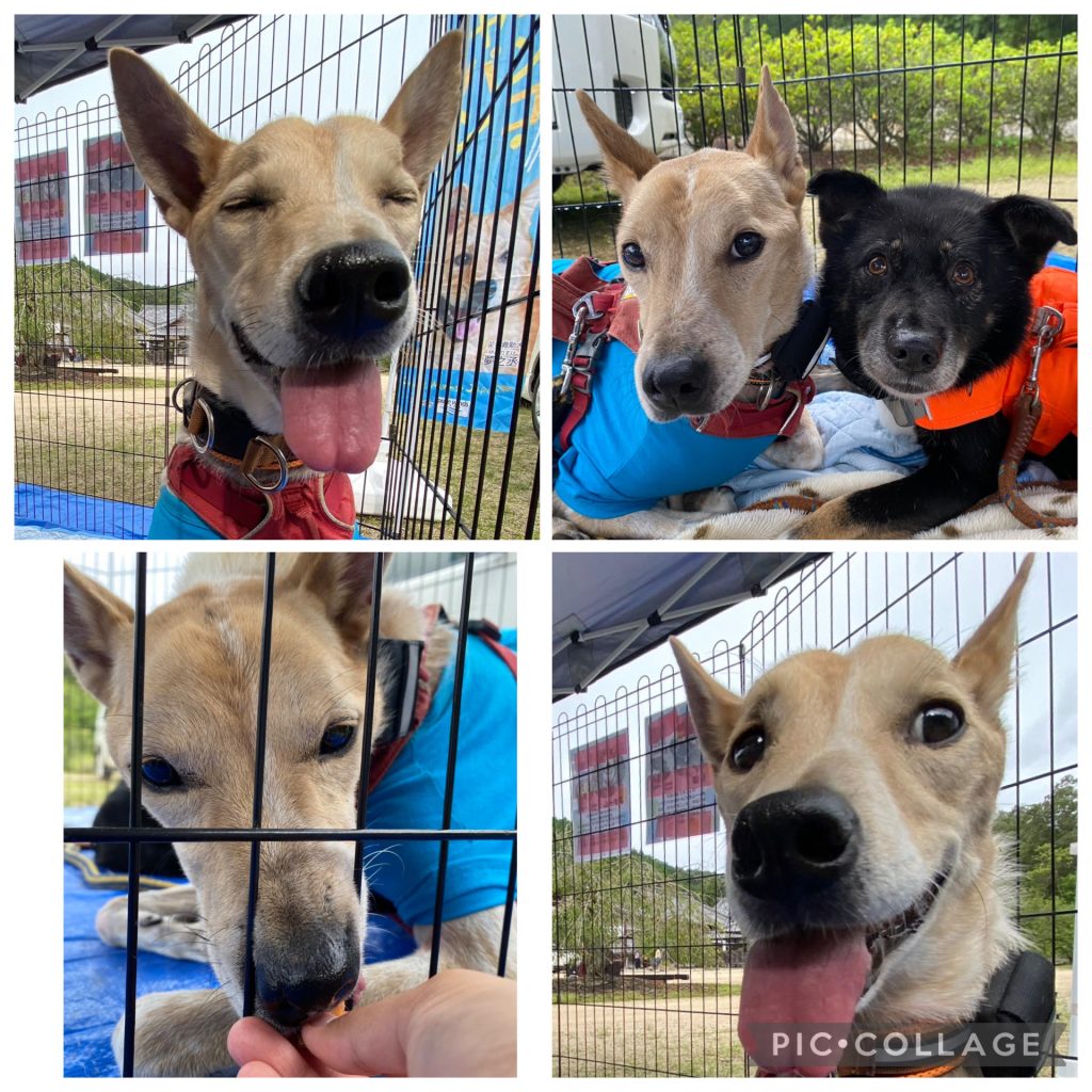 ワンだふるファミリーからの近況報告:2025年10日19日(日曜日) 6 7d1f122b6328854c91baf26e858ba2e5