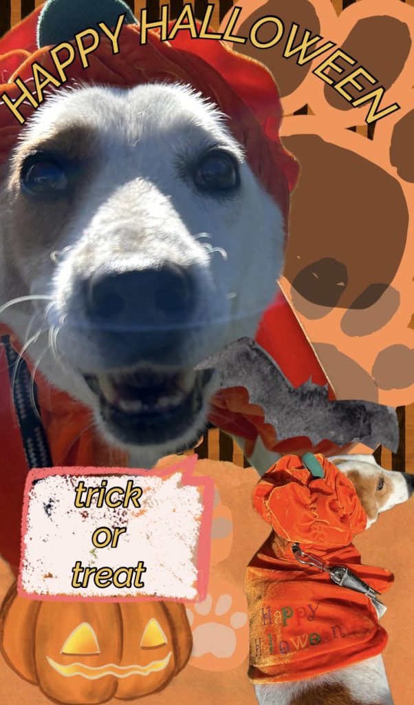 ワンだふるファミリーからの近況報告:2025年10日19日(日曜日) 7 210da2cf24892a8575697fed6df1077f