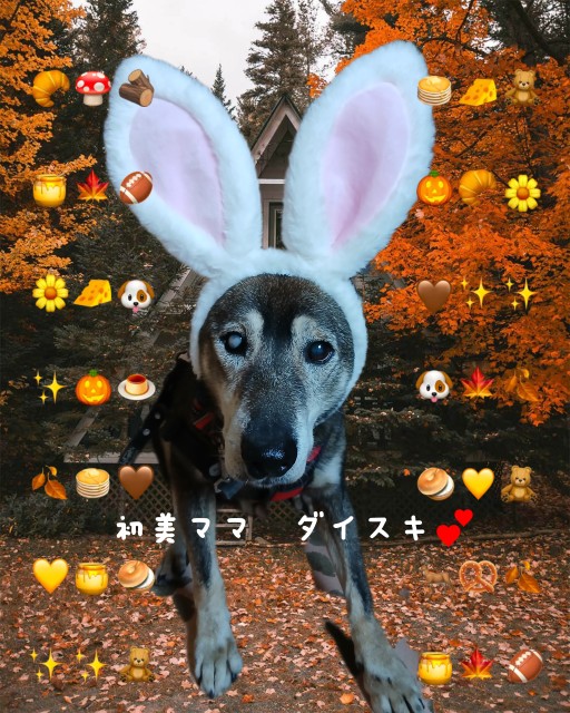 ワンだふるファミリーからの近況報告:2025年10日19日(日曜日) 8 d1100ced174ec7fc02a4066fe4644ef3