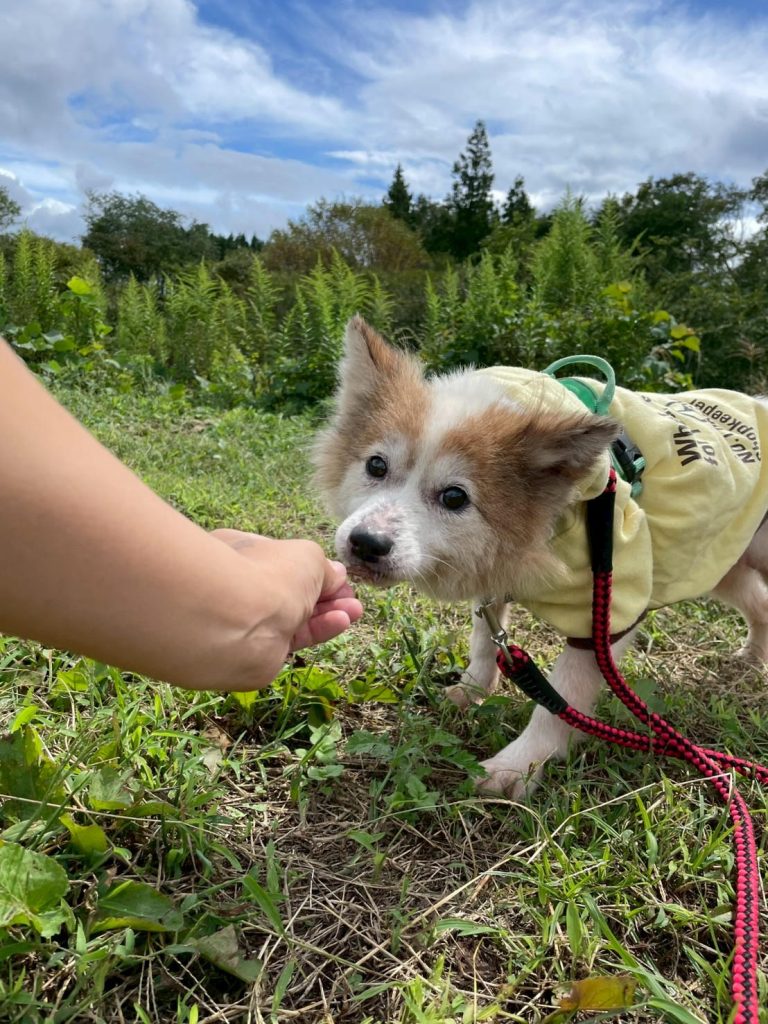 ワンだふるファミリーからの近況報告:2025年10日19日(日曜日) 9 58061dedb339a7354cbbf5895f2cf6db