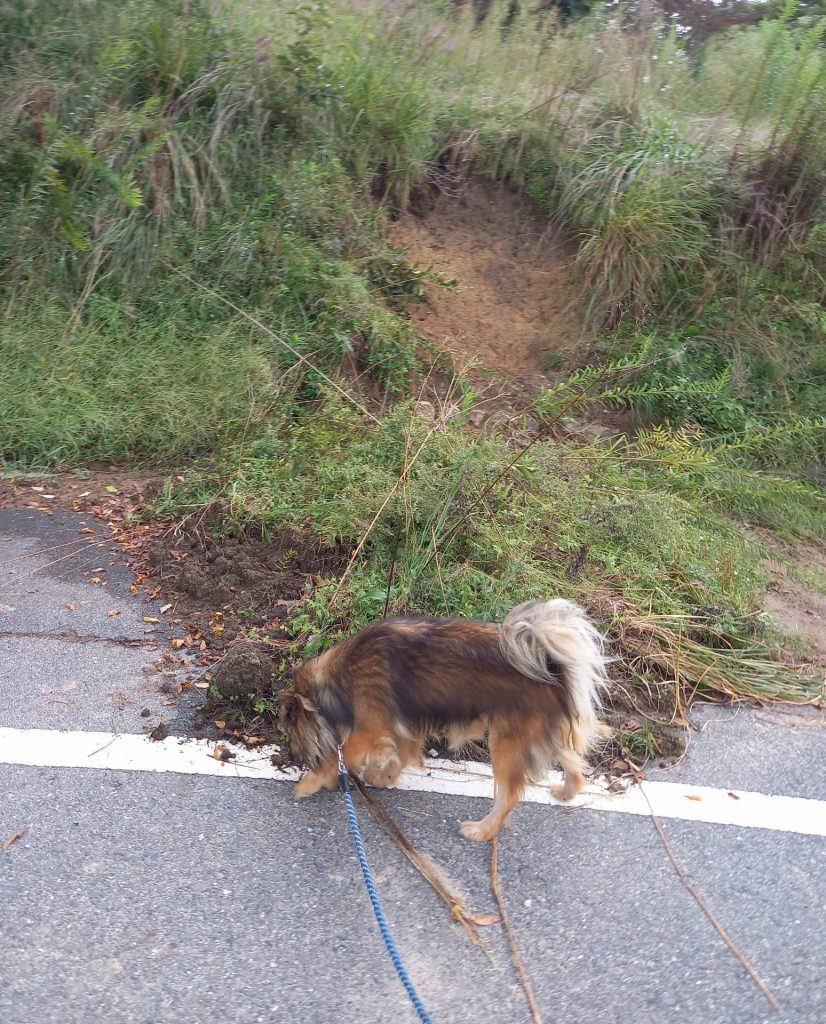 ワンだふるファミリーからの近況報告:2025年10日19日(日曜日) 10 d8cb061c0724c5393fc802e85f8ab252