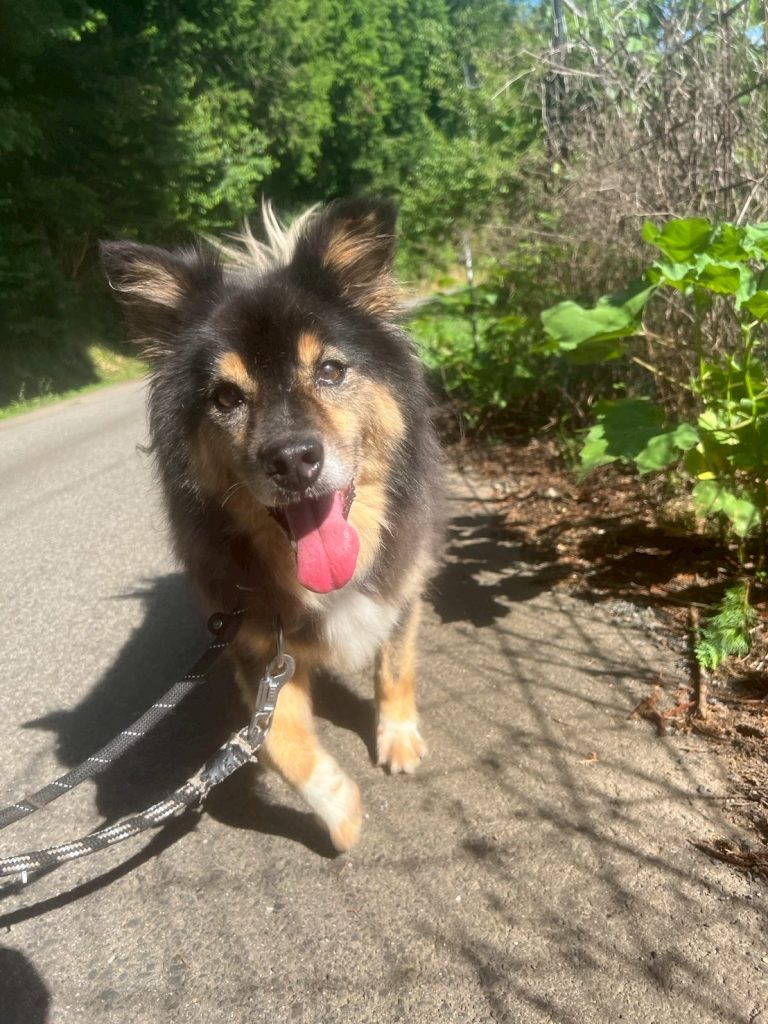 ワンだふるファミリーからの近況報告:2025年10日19日(日曜日) 11 6d18e557afca970fbc22f53e68e423d4