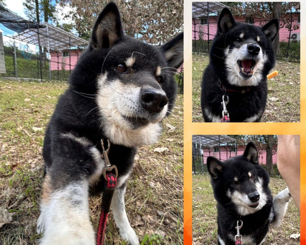 ワンだふるファミリーからの近況報告:2025年10日19日(日曜日) 13 424b55a78deb45090dd9e813840f1687