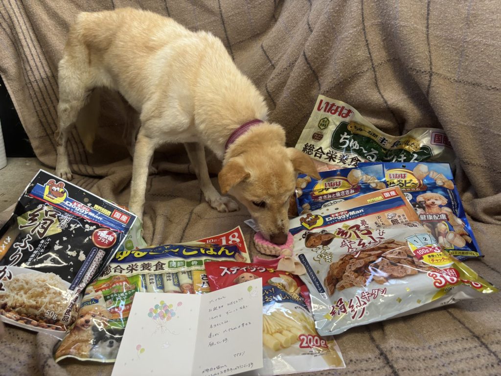 ワンだふるファミリーからの近況報告:2025年10日19日(日曜日) 14 50ab058e65d6a4879b96e3c3a53dbcc5