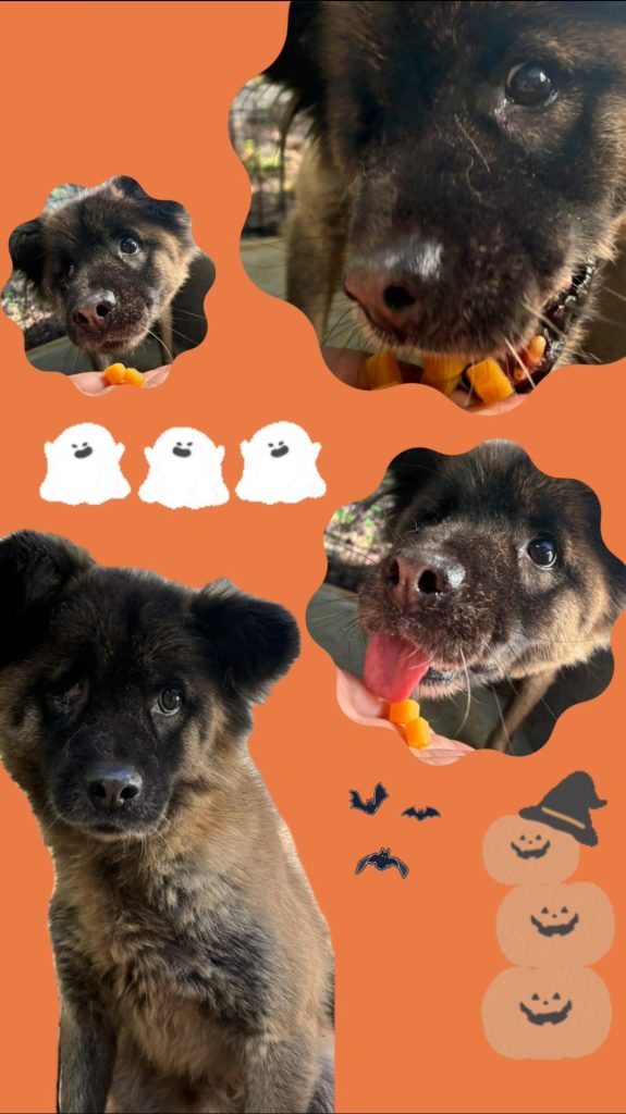 ワンだふるファミリーからの近況報告:2025年10日19日(日曜日) 15 91f55d42d900fa8d12f0974ed3050af1