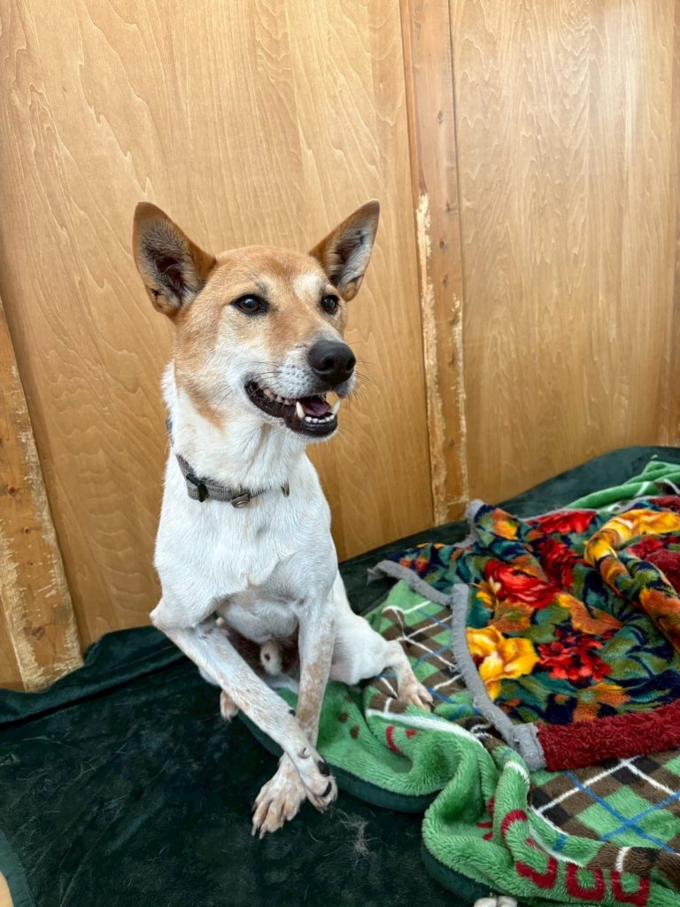 ワンだふるファミリーからの近況報告:2025年10日19日(日曜日) 16 611cb226c3ed4ee4b9d82481a8ca94ac