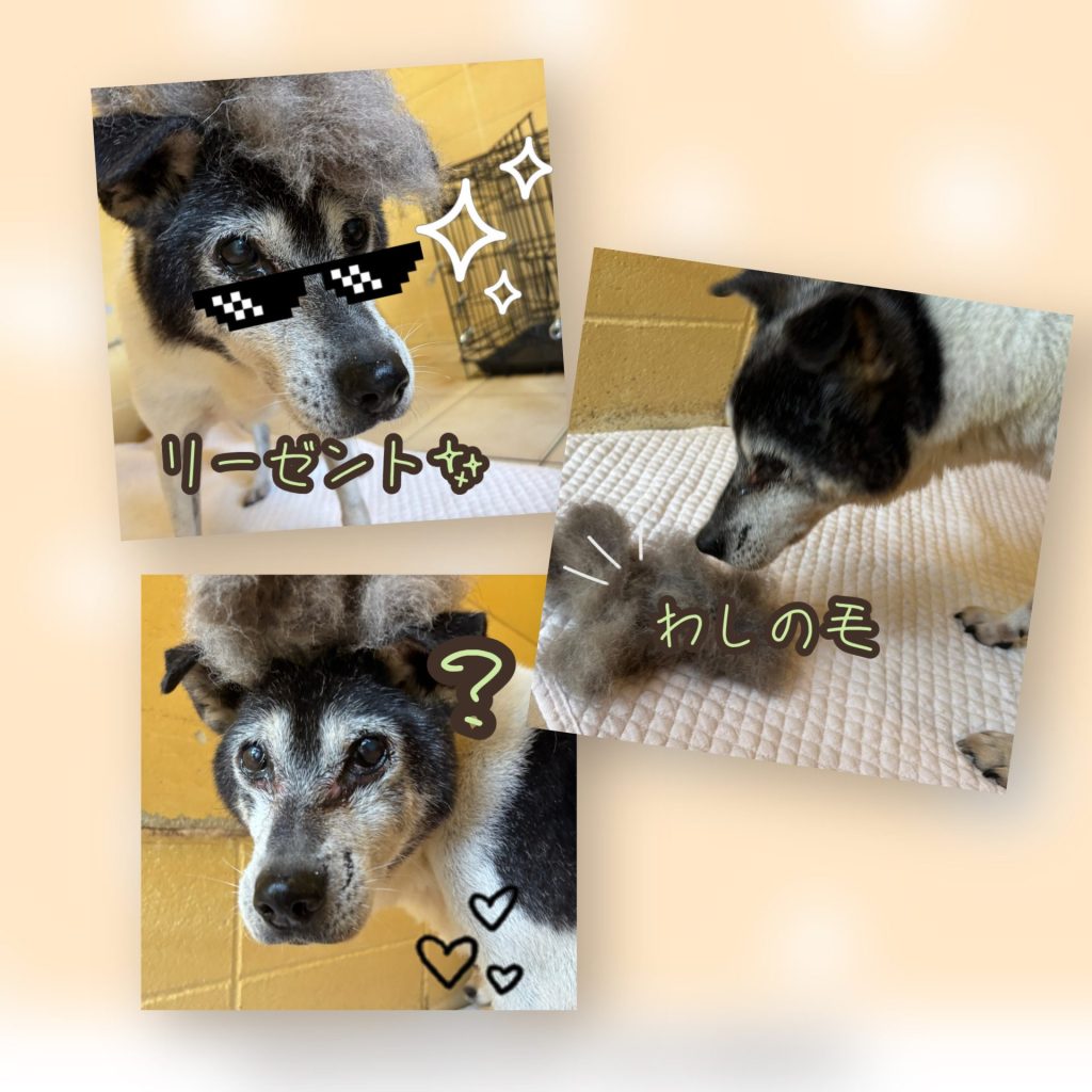 ワンだふるファミリーからの近況報告:2025年10日19日(日曜日) 17 068a7c37f21f55f81b6599c2e2df99f6