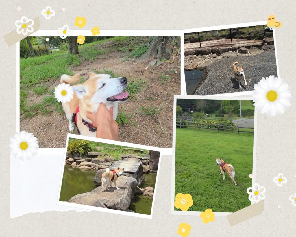 ワンだふるファミリーからの近況報告:2025年10日19日(日曜日) 19 1026db253afca15fa1d4c4a072d7ccf4