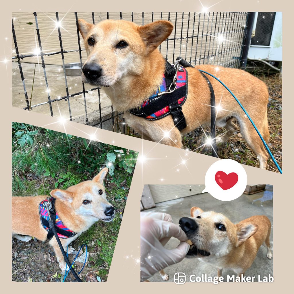 ワンだふるファミリーからの近況報告:2025年10日19日(日曜日) 20 b21bfd2a32d261475495594e53b2df59