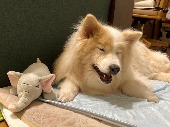 ワンだふるファミリーからの近況報告:2025年10日19日(日曜日) 21 image