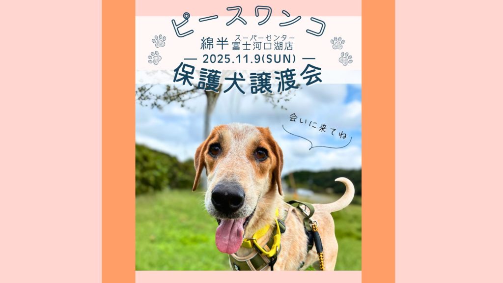 4249cbe1ede4aa37624a5598cdf055a2