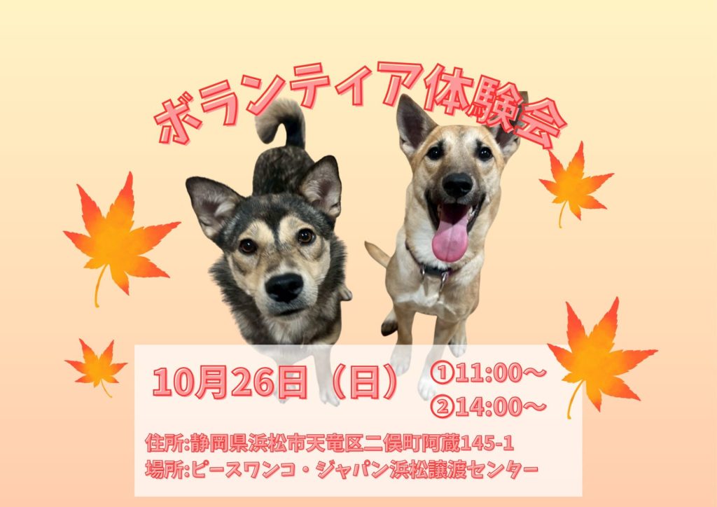 【ピースワンコのイベント】10/26(日)「ボランティア体験会」初★開催(浜松譲渡センター) 8 fcfea77cb115dd9c43f1fcac5518614b