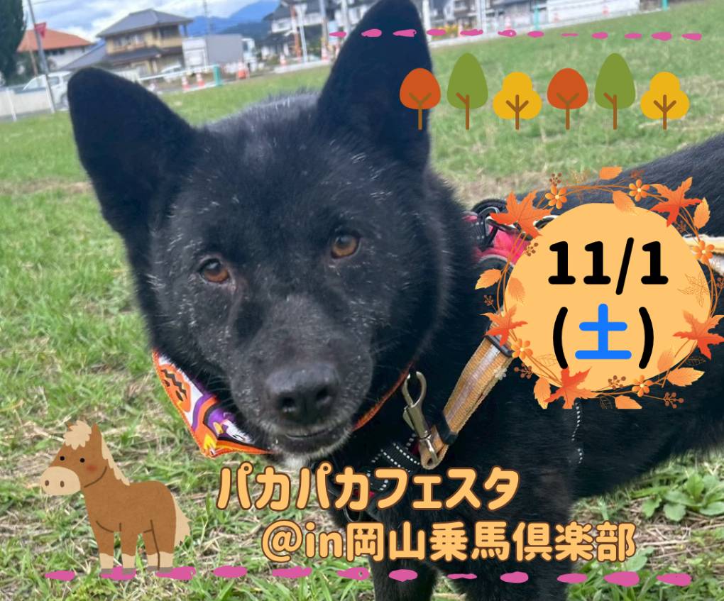 【ピースワンコの譲渡会】11/1(土)「パカパカフェスタ」に参加!(岡山/吉備中央町) 4 line oa chat 251022 134608