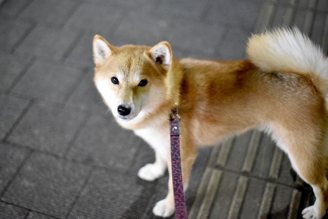 夜の犬の散歩は危険?安全に楽しむための対策とおすすめグッズを解説! 2 485899044326e1a69c71bb14717f0389