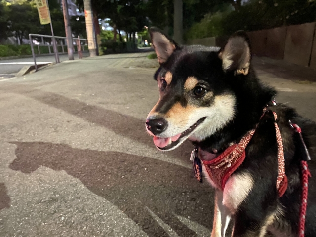 夜の犬の散歩は危険?安全に楽しむための対策とおすすめグッズを解説! 5 319ca706c45d30c64173deaa52c83a9e