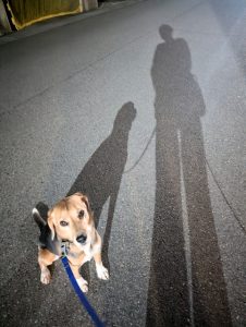 夜の犬の散歩は危険?安全に楽しむための対策とおすすめグッズを解説! 6 cb641f8c059e9f9af47cef5d24a11467