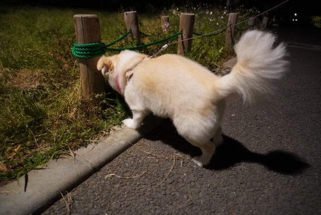 夜の犬の散歩は危険?安全に楽しむための対策とおすすめグッズを解説! 7 dba60ed8b73987cc051ae7eec6f282c2