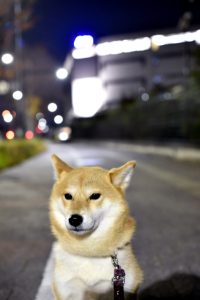 夜の犬の散歩は危険?安全に楽しむための対策とおすすめグッズを解説! 8 d00d38565feb0947f4495848c459b009