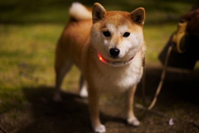 夜の犬の散歩は危険?安全に楽しむための対策とおすすめグッズを解説! 9 c75ab6bcedacfead0d2b3a9c63404049