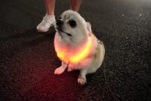 夜の犬の散歩は危険?安全に楽しむための対策とおすすめグッズを解説! 10 b211dd571cf9caa07098a7a2542715b5