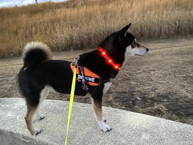 夜の犬の散歩は危険?安全に楽しむための対策とおすすめグッズを解説! 11 1dc95bb140c7d1ec401af6ca0b48b3e6