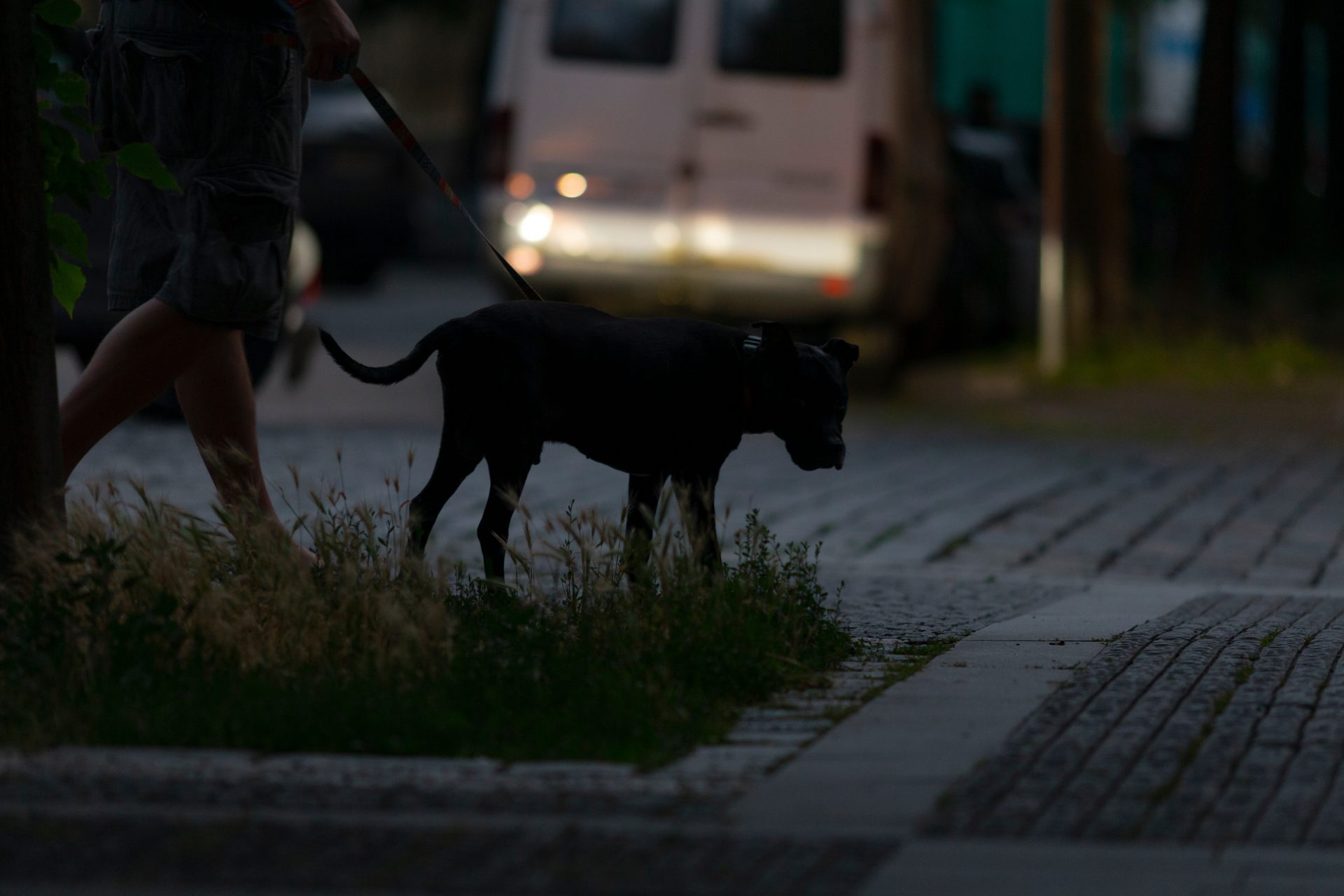 夜の犬の散歩は危険?安全に楽しむための対策とおすすめグッズを解説! 13 dd723799fbcb928187d474f01f2ec649