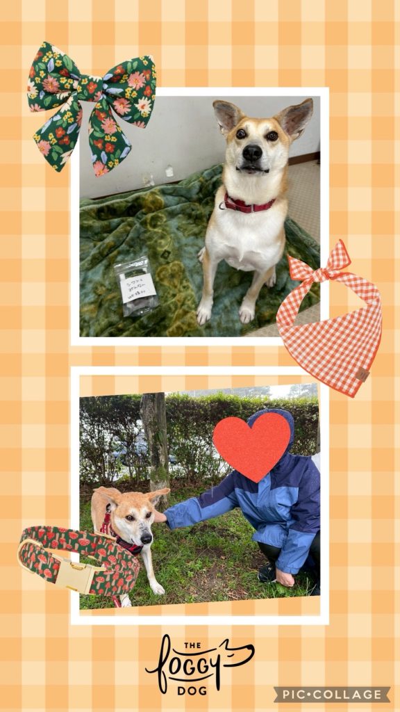 294a200102d27720e6dd767ae7f08fe5