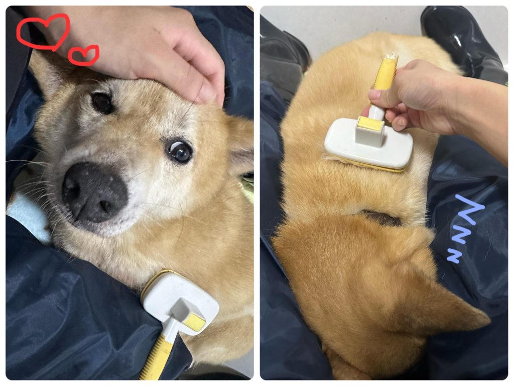 2e32f8532941dc505ac49cad8f73214e